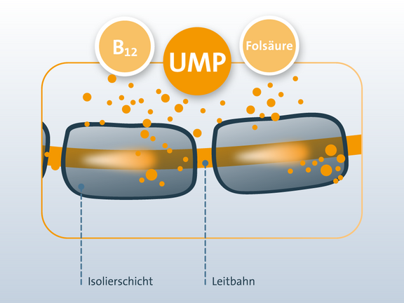 Das Diagramm zeigt zwei ovale Formen, die durch eine orangefarbene Linie verbunden sind. Die Beschriftungen lauten „Isolierschicht“ und „Leitbahn“. Darüber deuten Kreise mit den Beschriftungen „B12“, „UMP“ und „Folsäure“ auf eine chemische Reaktion oder einen chemischen Prozess hin. Orangefarbene Punkte sind um den UMP-Kreis verteilt.